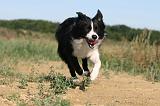 BORDER COLLIE 292